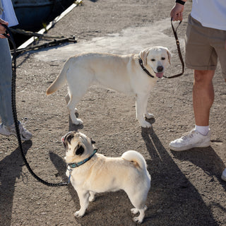 Labrador Retriever and Pug wearing handcrafted braided genuine leather dog leads during an outdoor walk