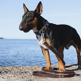 English Bull Terrier wearing a heavy-duty genuine leather dog leash and collar