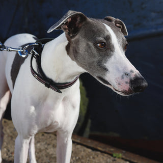 Genuine Leather Dog Collar in Burgundy and Black
