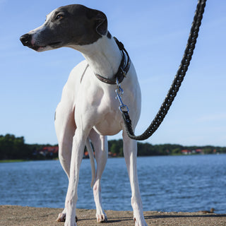 Genuine Leather Dog Collar in Burgundy and Black