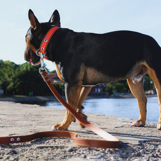 Dog wearing a orange collar with a brown leather leash on a concrete surface with a blurred natural background