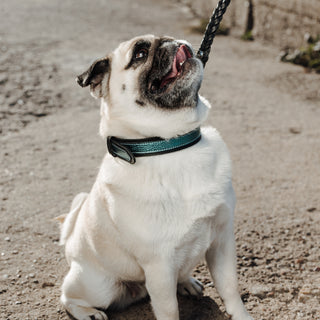 Pug dog on a leash sitting on a gravel path