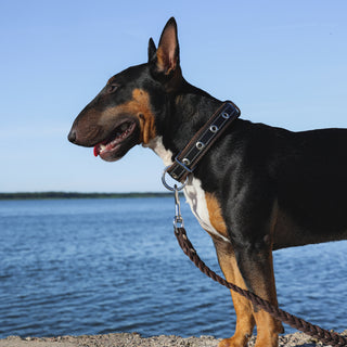 English Bull Terrier wearing a dark brown handcrafted braided genuine leather dog lead
