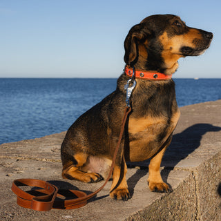 Mixed breed dog wearing a tan orange brown premium handcrafted genuine leather dog lead in classic style
