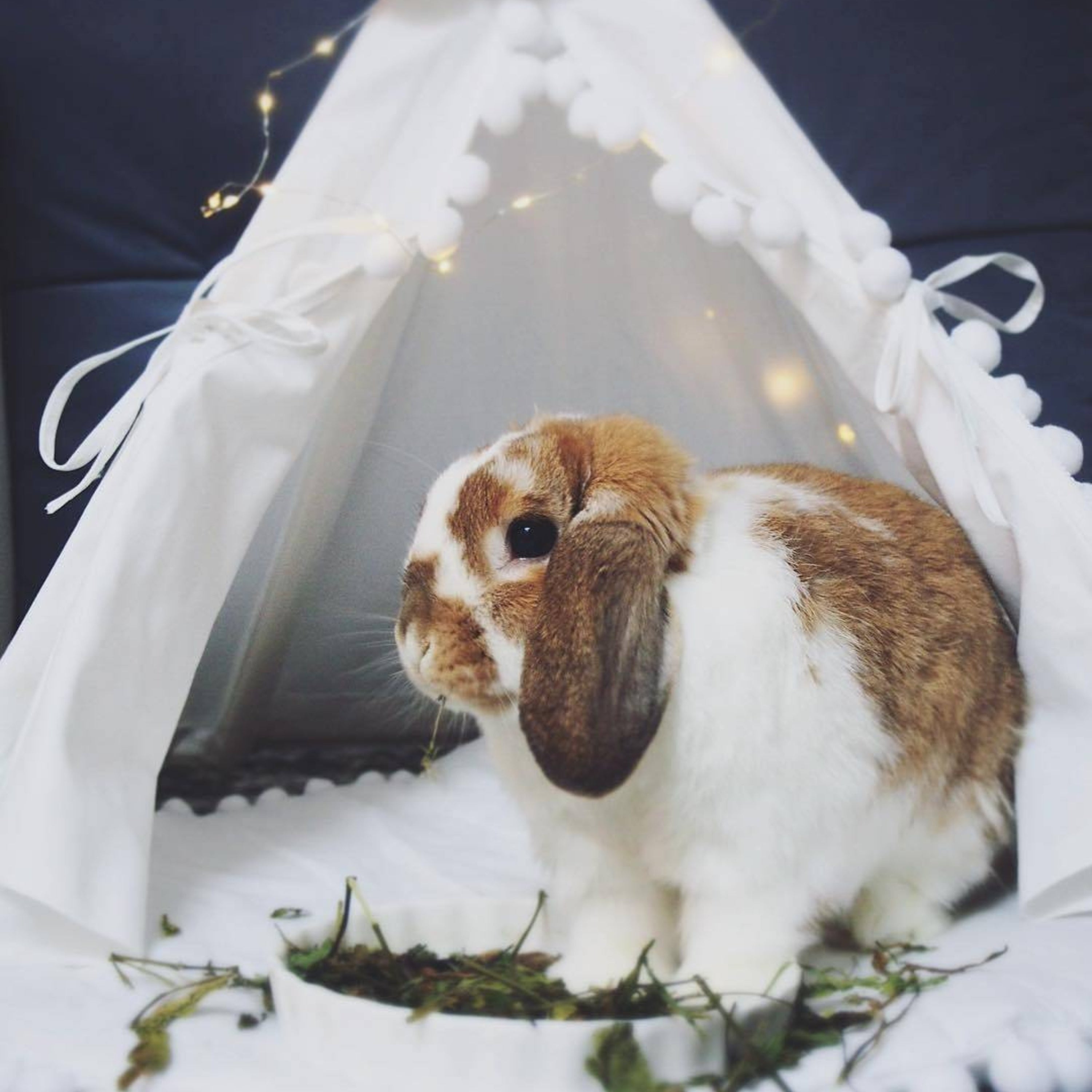 bunny tent MINICAMP Rabbit Teepee, Bunny Bed in White with Pompoms – Size XS
